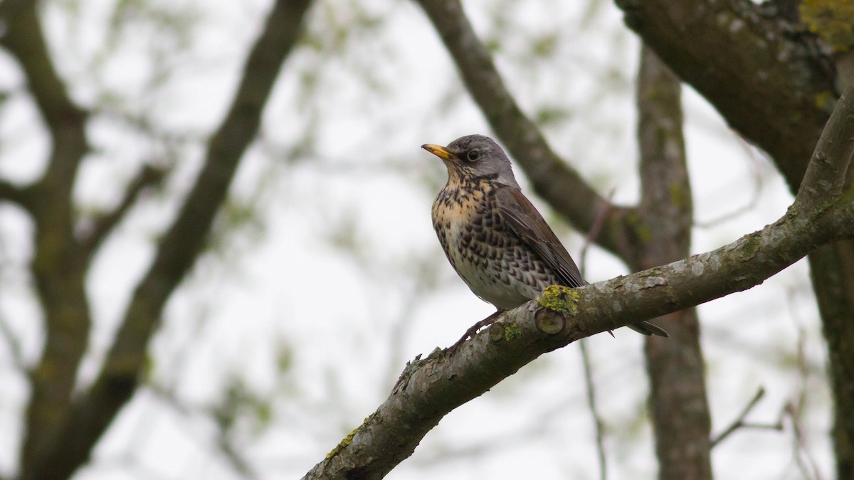 Fieldfare - ML136111511