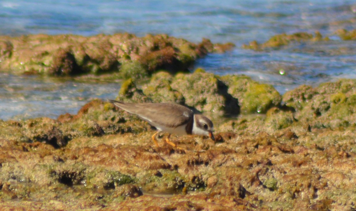 Semipalmated Plover - ML136112551