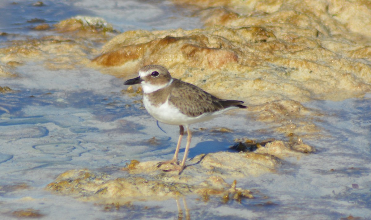 Wilson's Plover - ML136112601