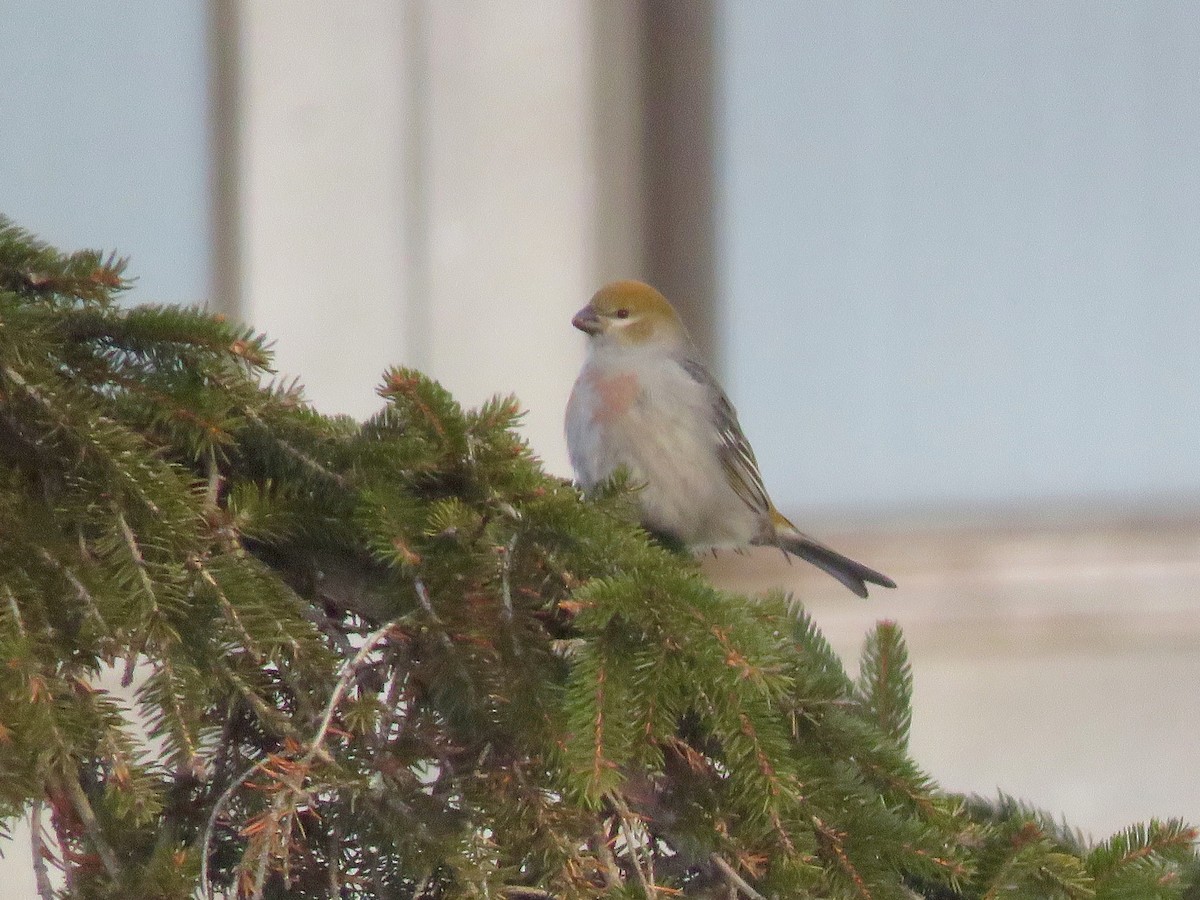 Pine Grosbeak - ML136112621