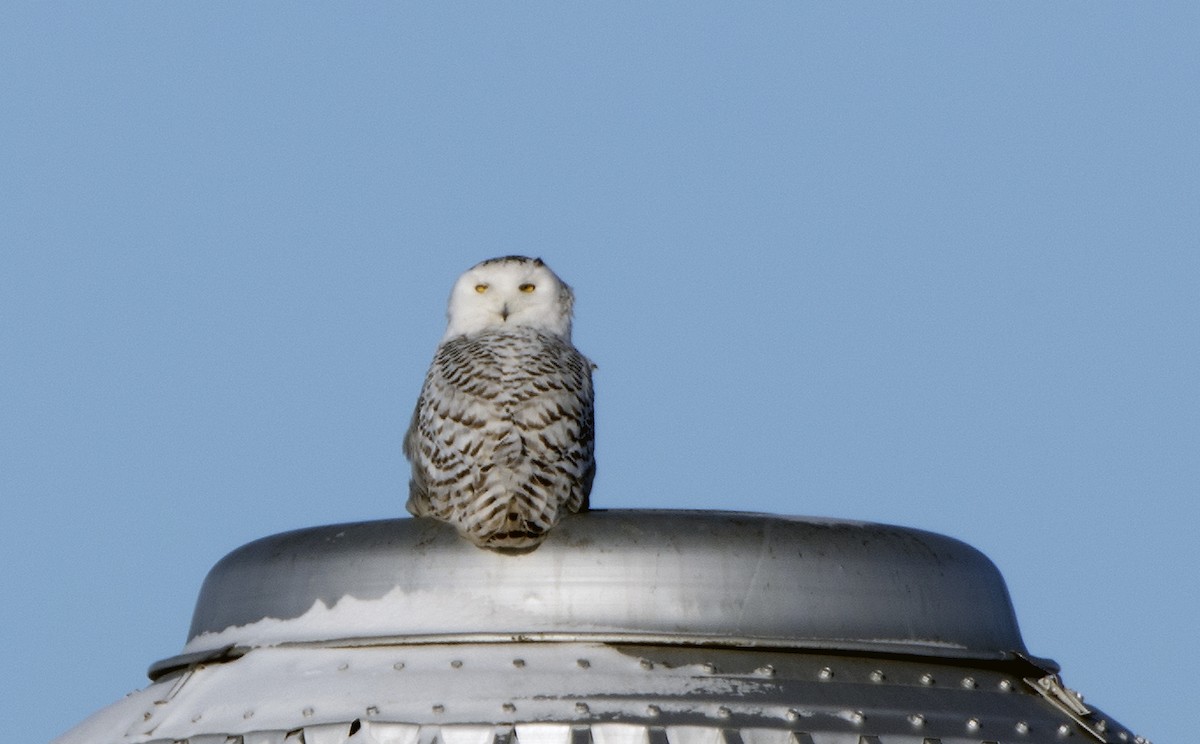 Snowy Owl - ML136114601