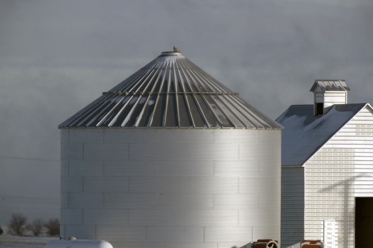 Snowy Owl - ML136114661