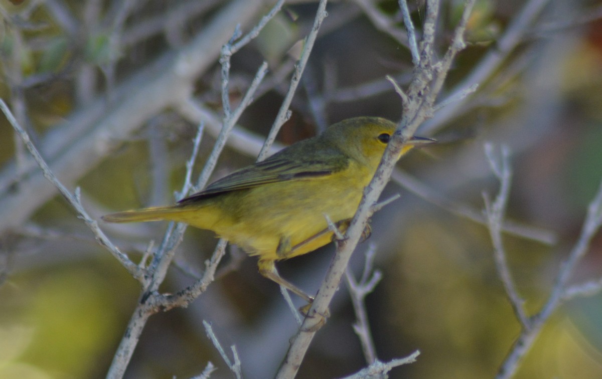 Yellow Warbler - ML136114961