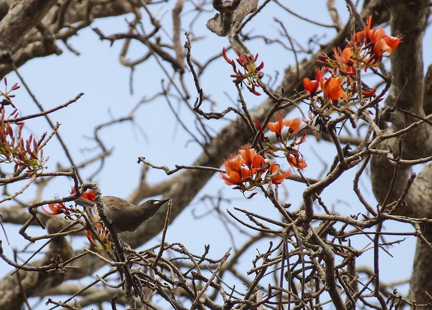 White-gaped Honeyeater - ML136115601