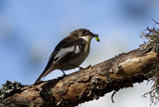 European Pied Flycatcher - ML136116331