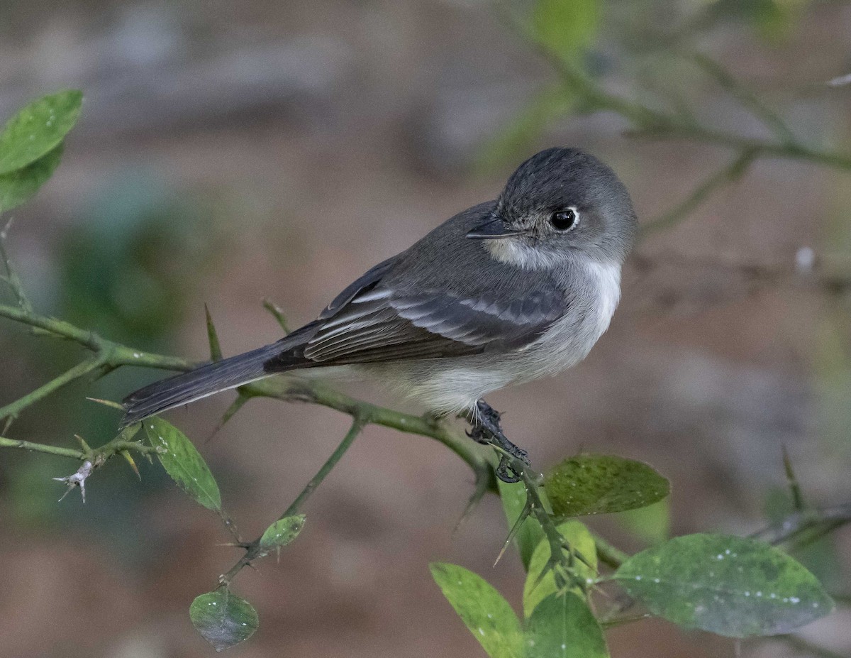 Cuban Pewee - ML136116681