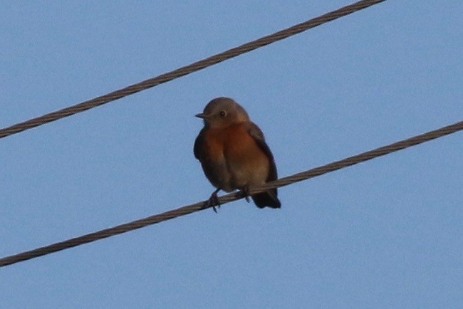 Western Bluebird - ML136117031