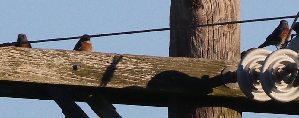 Western Bluebird - ML136117041