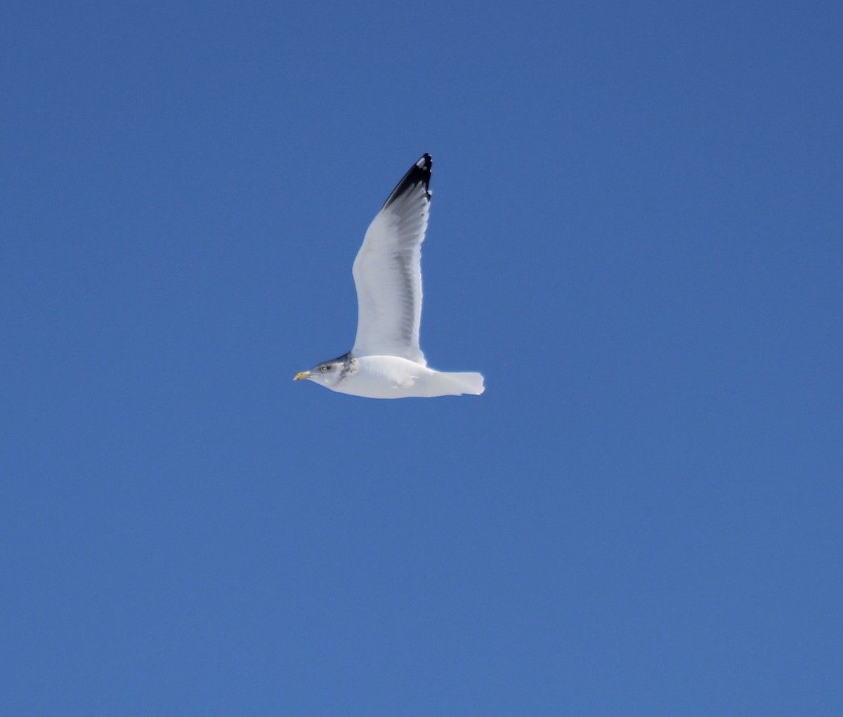 Gaviota Argéntea - ML136117591