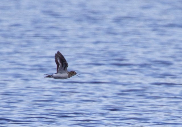 Common Sandpiper - ML136117871