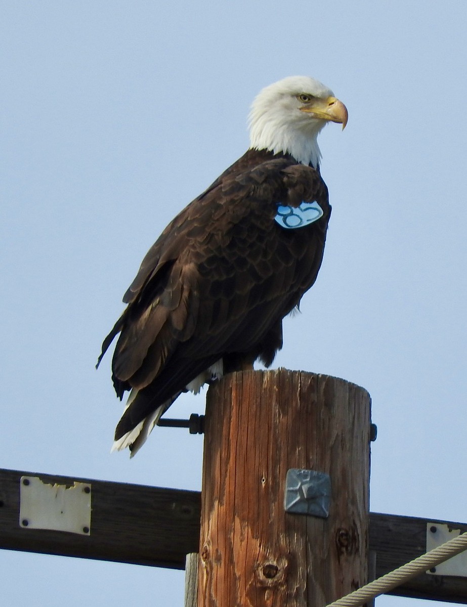 Bald Eagle - Kurt Wahl