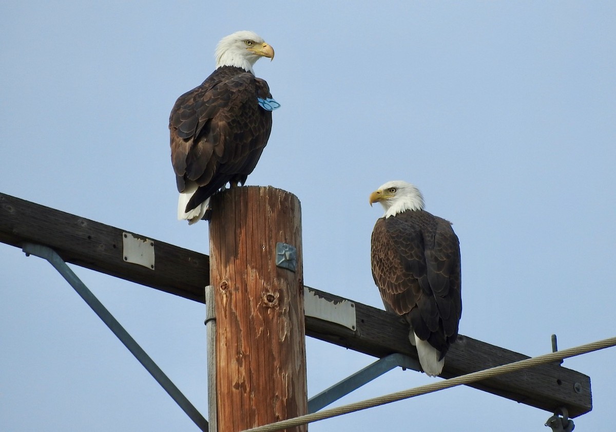 Bald Eagle - Kurt Wahl