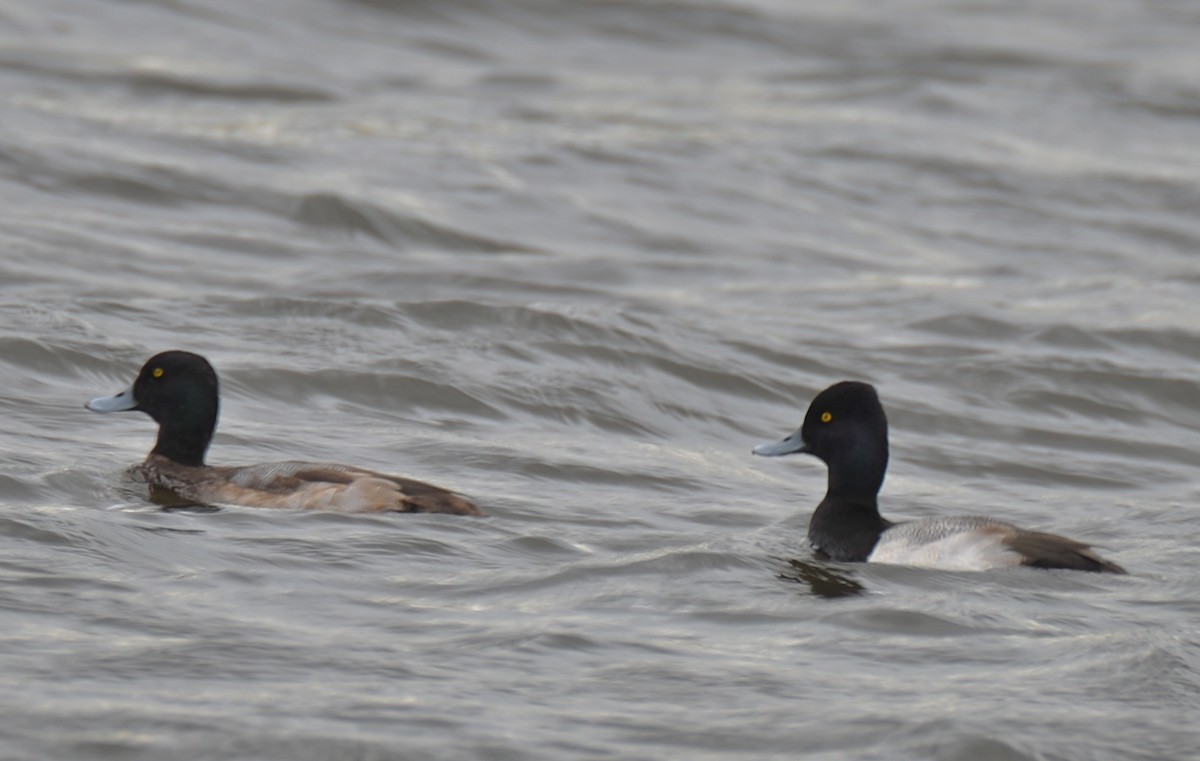 Greater Scaup - ML136121571