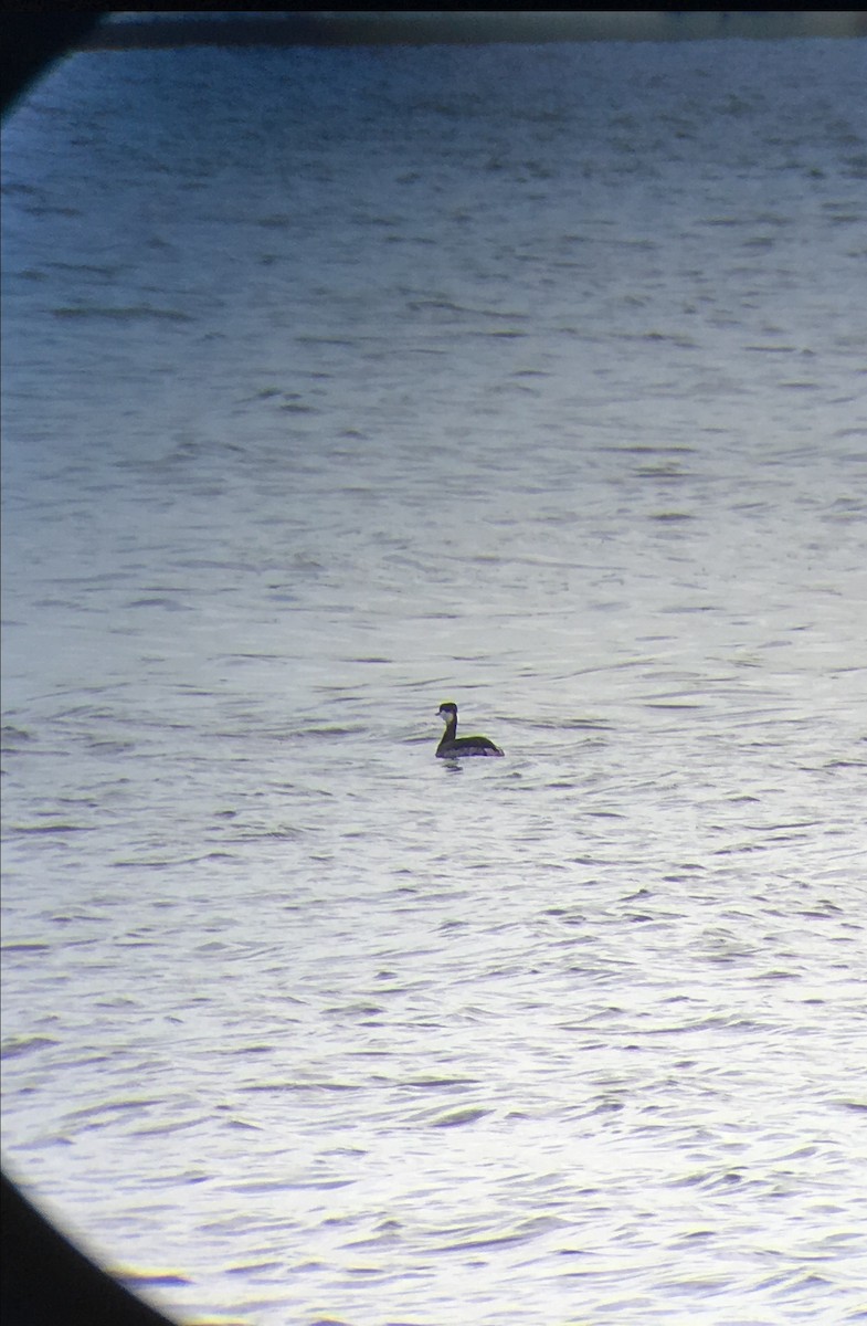 Horned Grebe - ML136121891