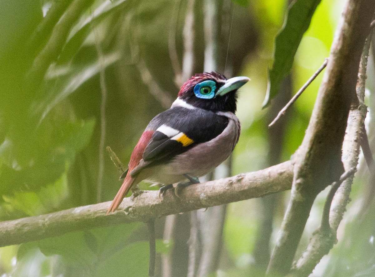 Wattled Broadbill - ML136122291