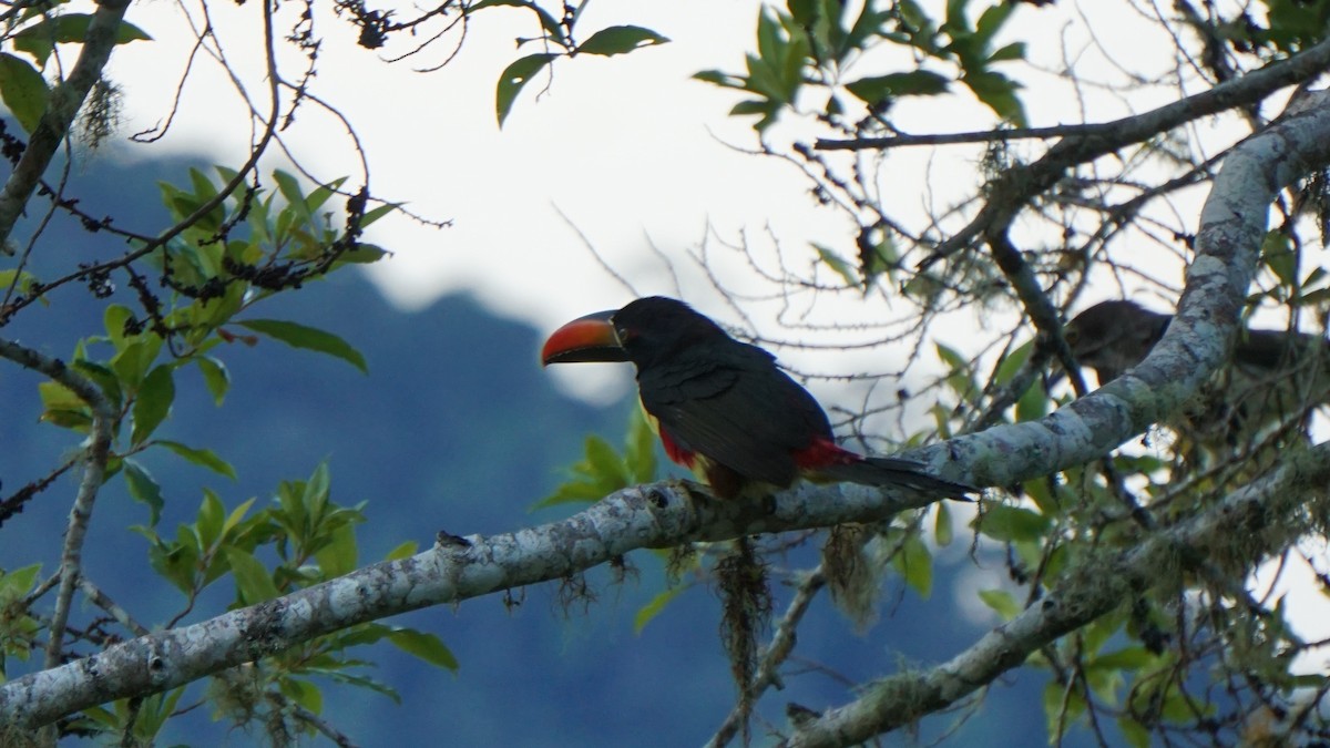 Fiery-billed Aracari - Jeffrey Roth