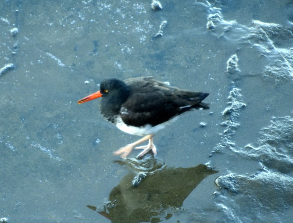 American/Black Oystercatcher - ML136124041