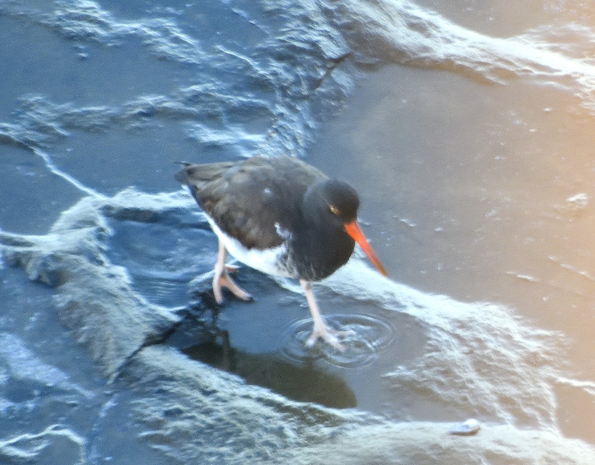 American/Black Oystercatcher - ML136124051