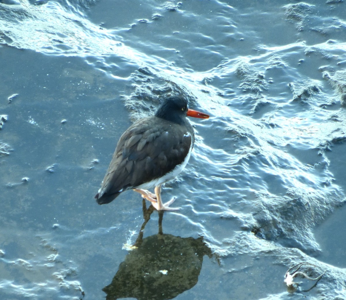 American/Black Oystercatcher - ML136124061