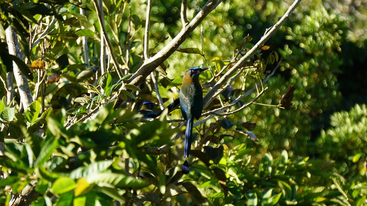 Lesson's Motmot - ML136124131