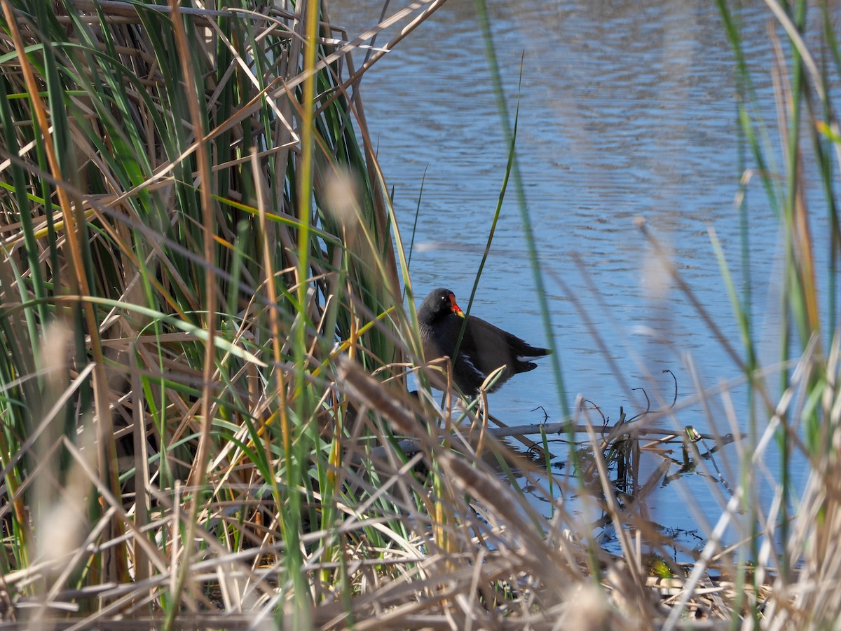 Common Gallinule - ML136124821