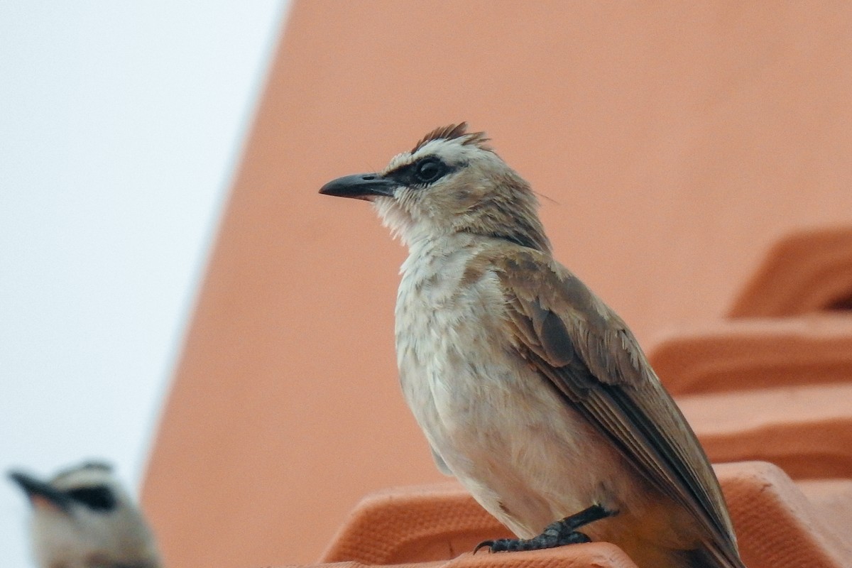 Yellow-vented Bulbul - ML136128071