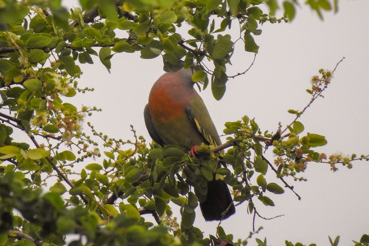 Pink-necked Green-Pigeon - ML136128171