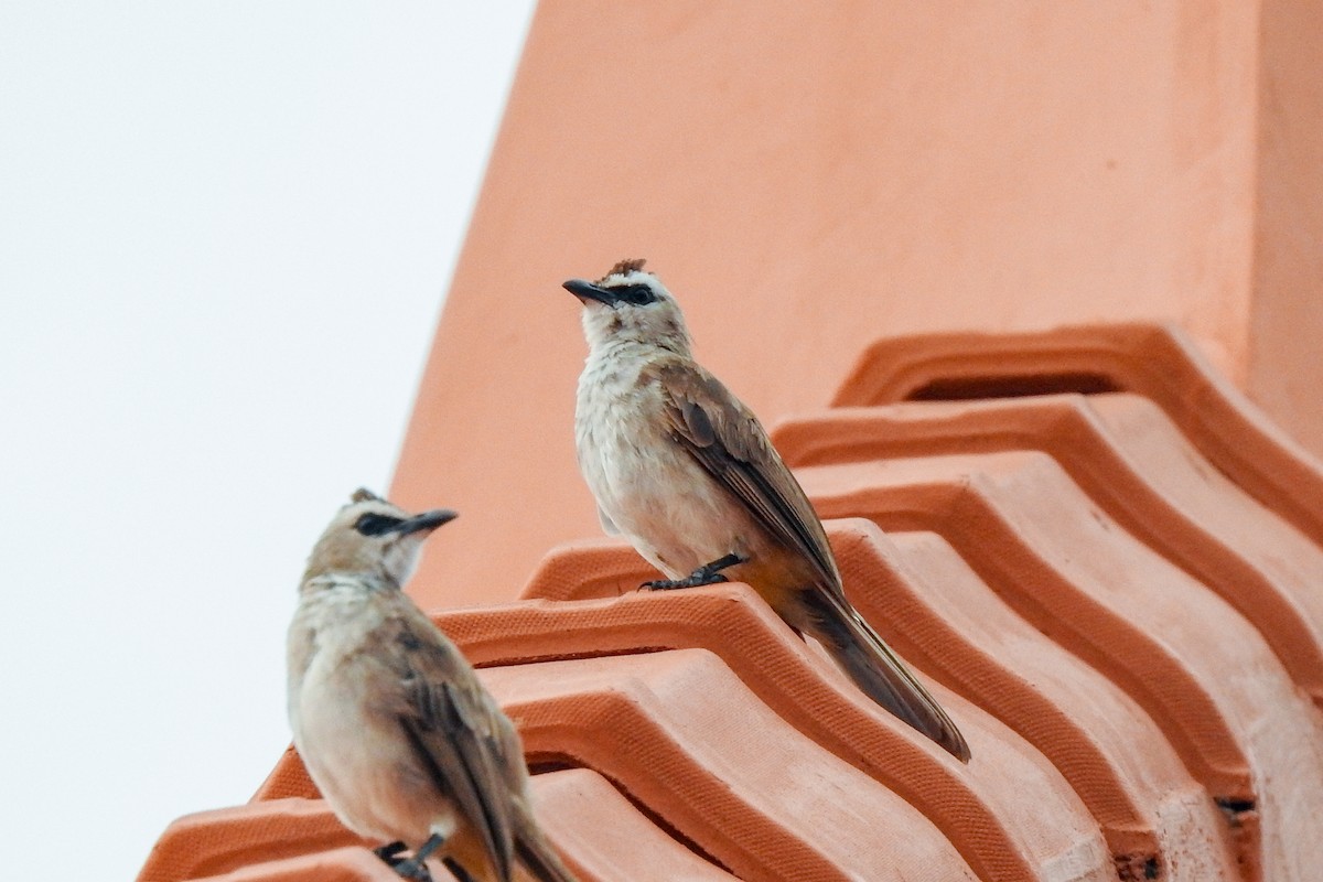 Yellow-vented Bulbul - ML136128201