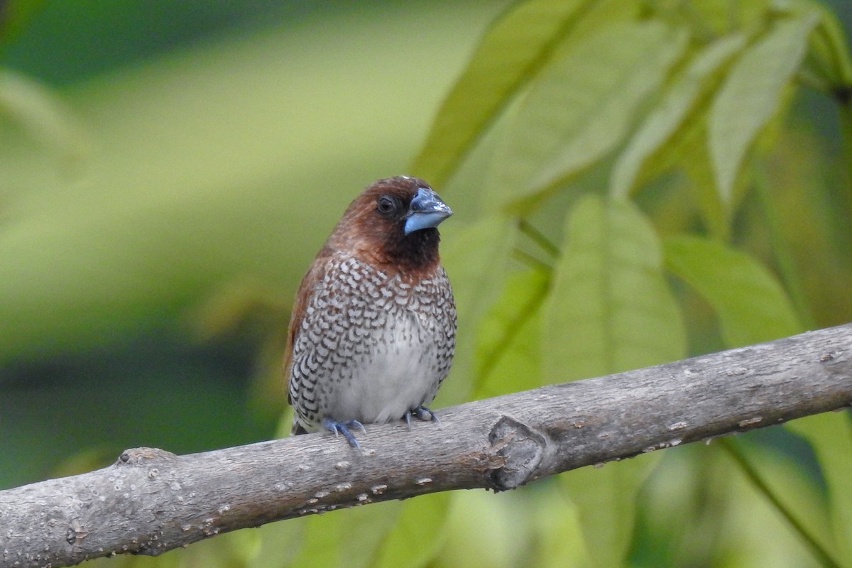 Scaly-breasted Munia - ML136129001