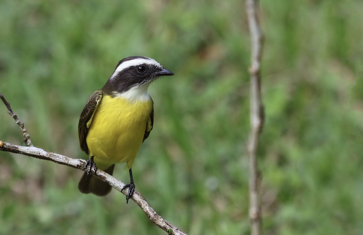 Social Flycatcher - ML136129141