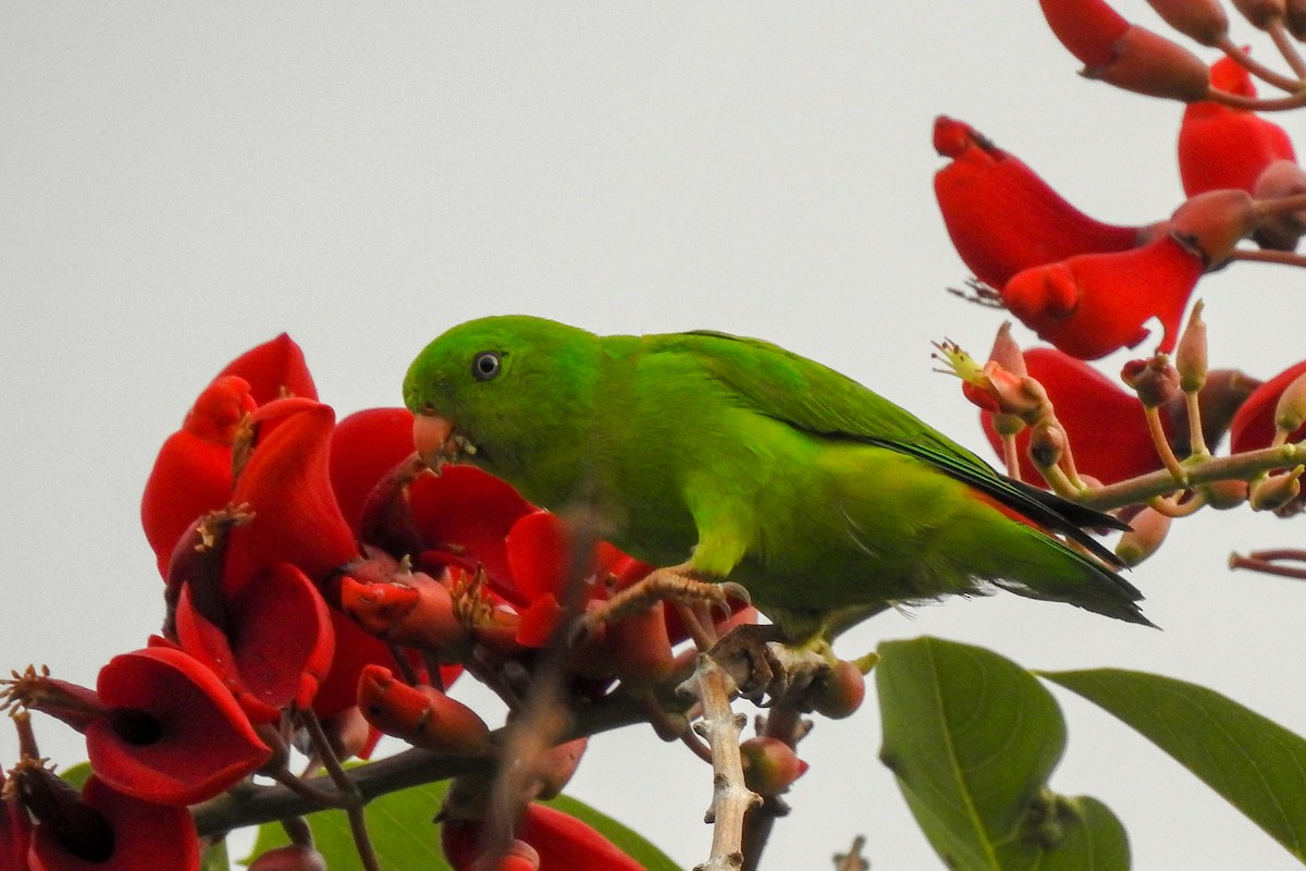 Yellow-throated Hanging-Parrot - ML136129201