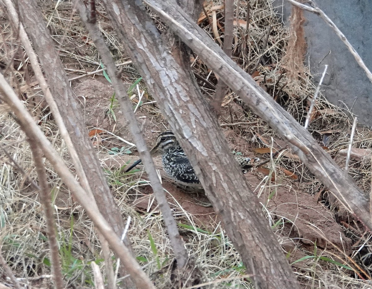 Wilson's Snipe - ML136132391