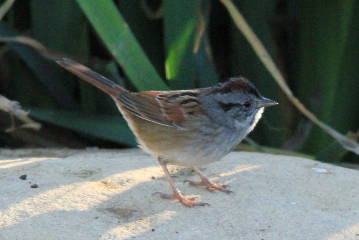 Swamp Sparrow - ML136132941