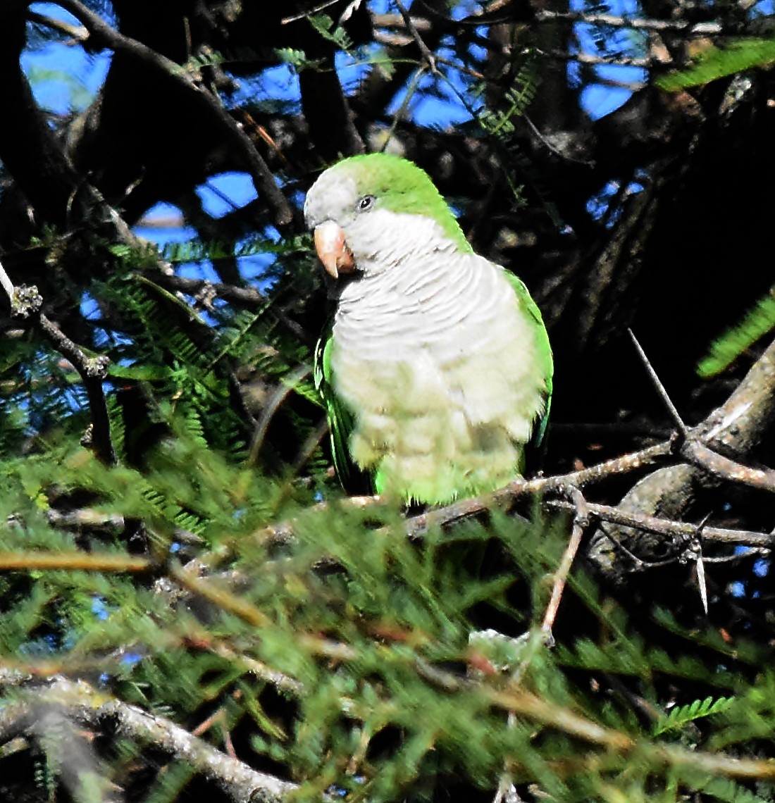 Monk Parakeet - ML136133431