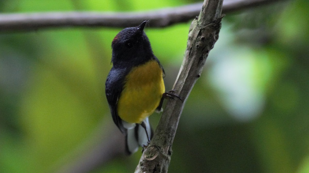 Slate-throated Redstart - ML136133641