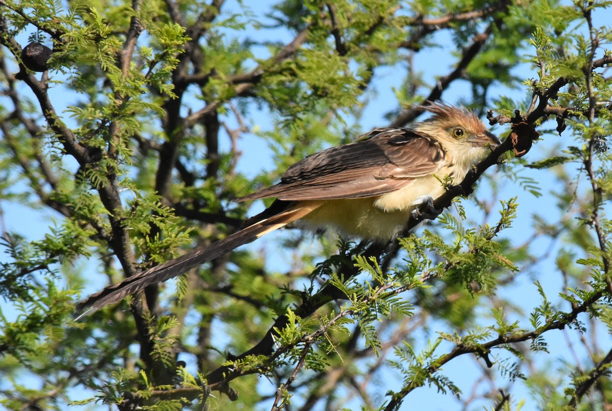 Guira Cuckoo - andres ebel