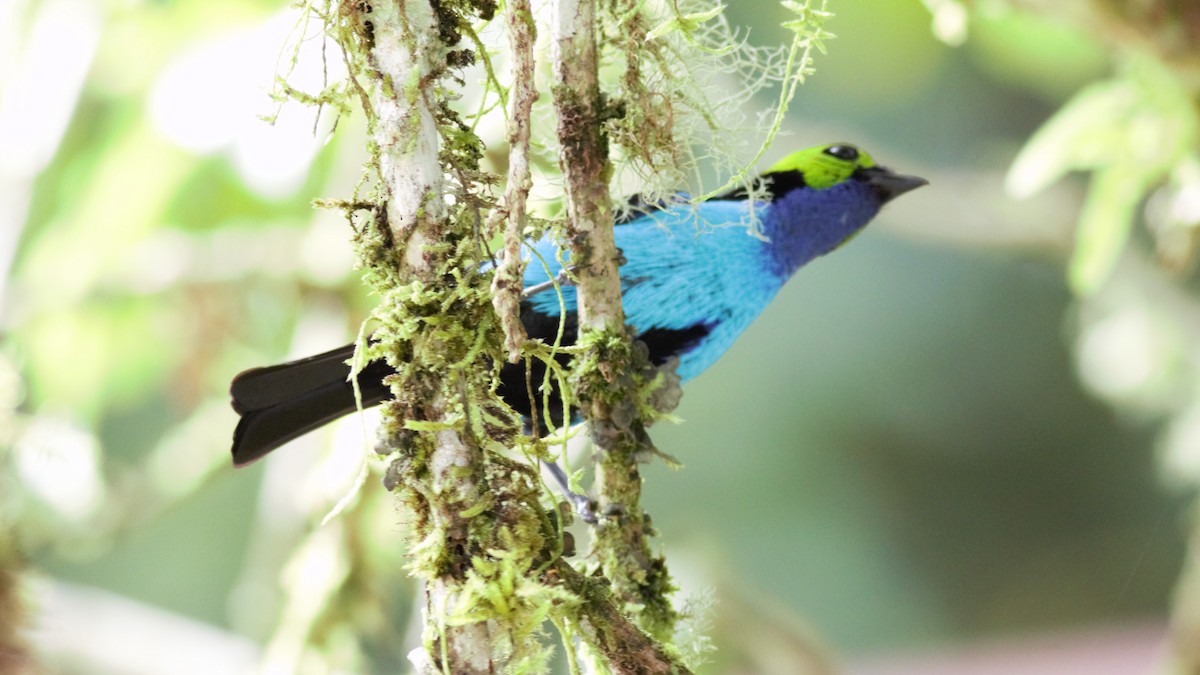 Paradise Tanager - Rick Folkening