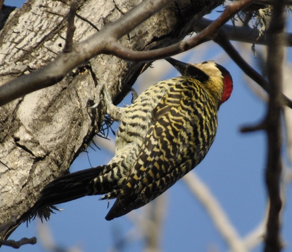 Green-barred Woodpecker - andres ebel