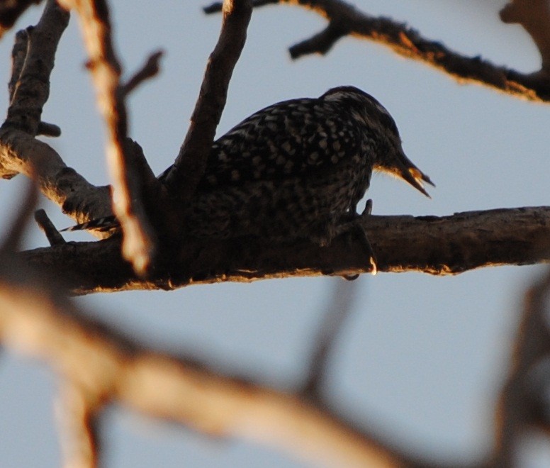 Checkered Woodpecker - ML136135191