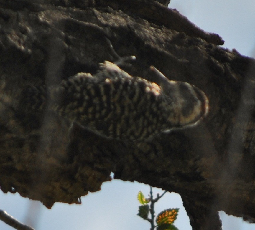 Checkered Woodpecker - ML136135221