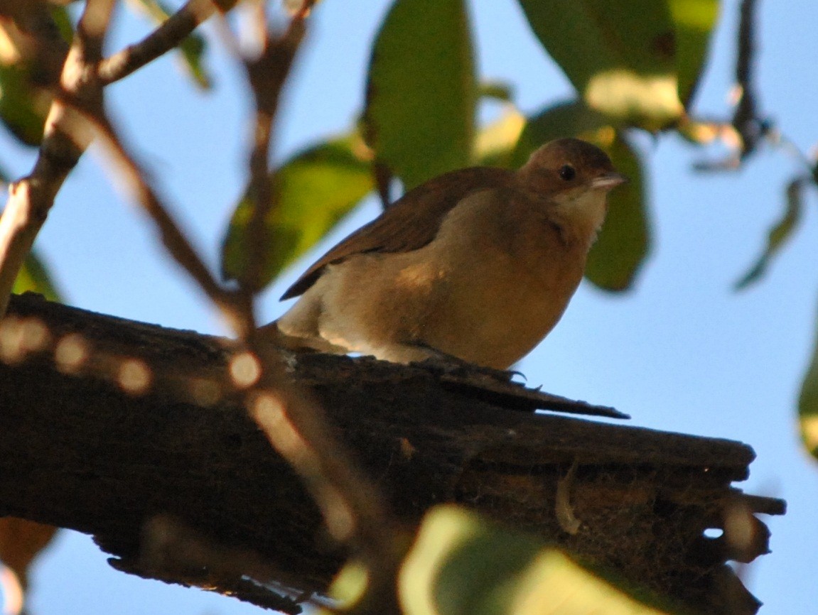 Rufous Hornero - andres ebel