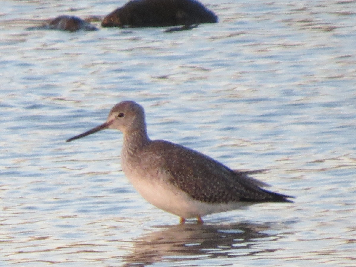 plystresnipe - ML136135971