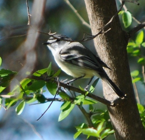 White-crested Tyrannulet (Sulphur-bellied) - andres ebel