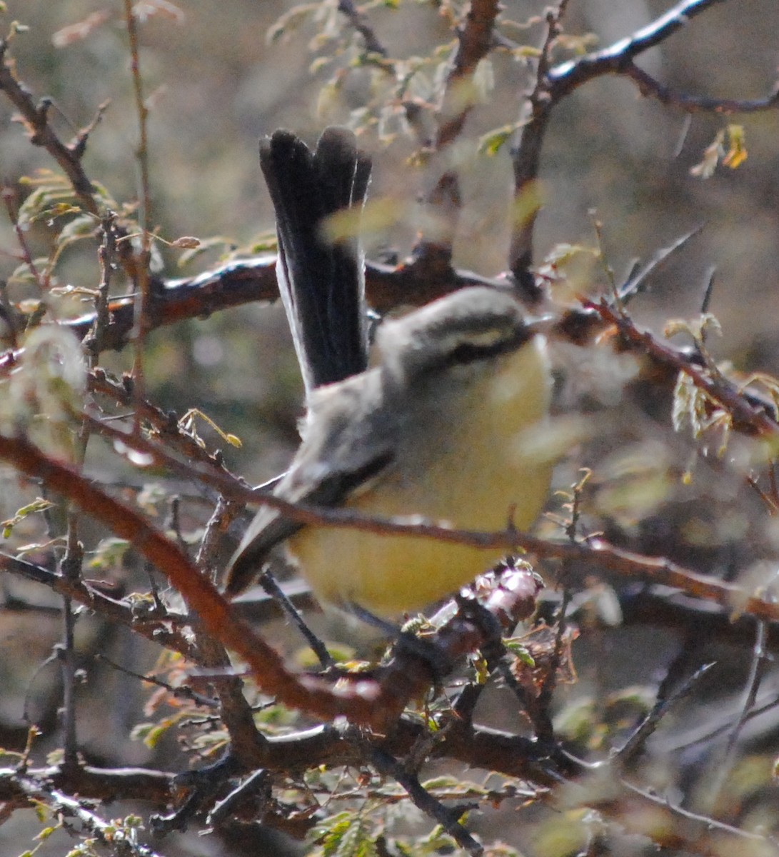 Greater Wagtail-Tyrant - ML136136401