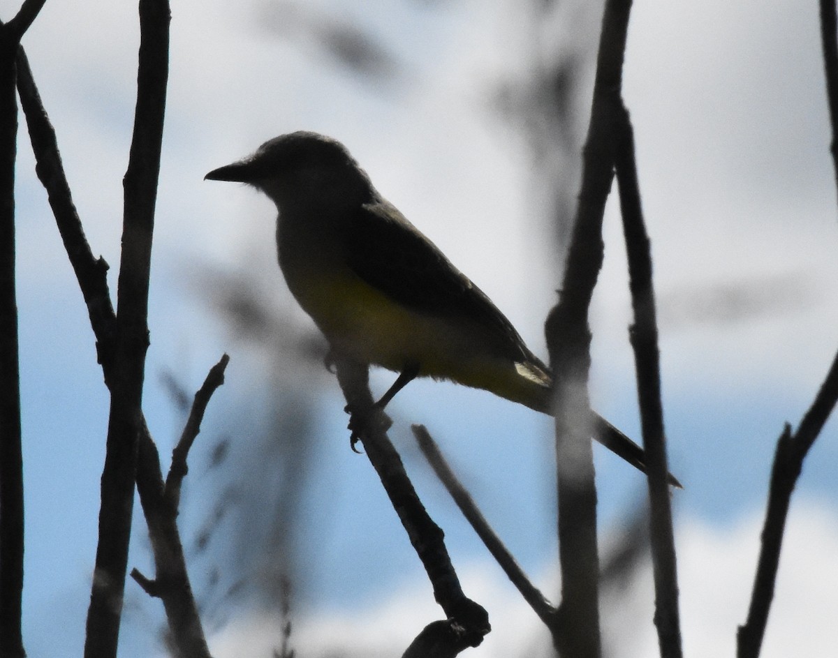 Tropical Kingbird - andres ebel