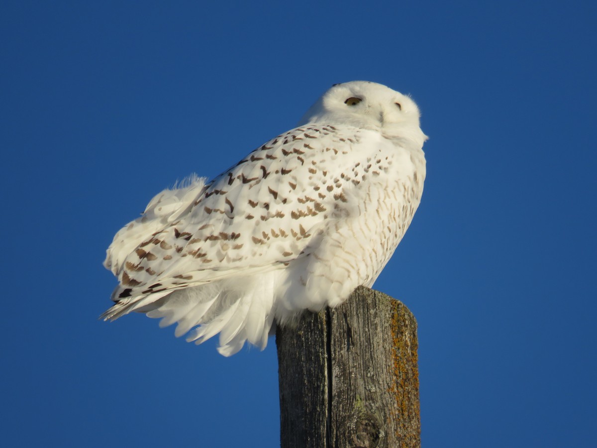 Snowy Owl - ML136136611