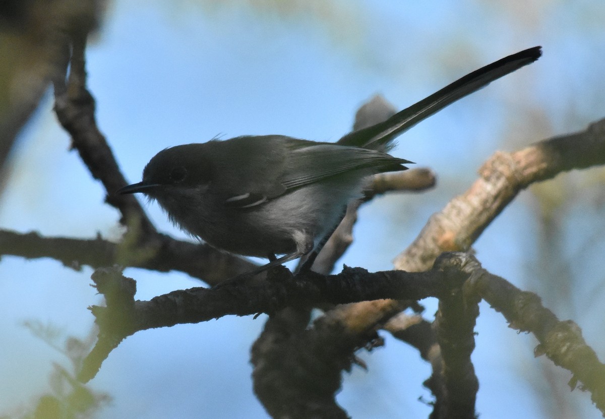 Masked Gnatcatcher - andres ebel