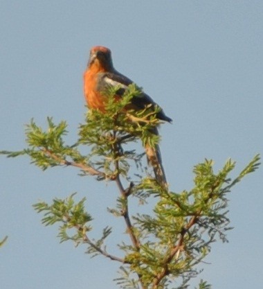 White-tipped Plantcutter - andres ebel