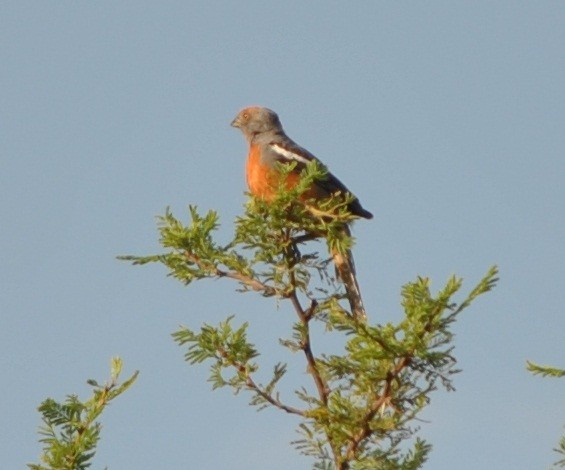 White-tipped Plantcutter - andres ebel