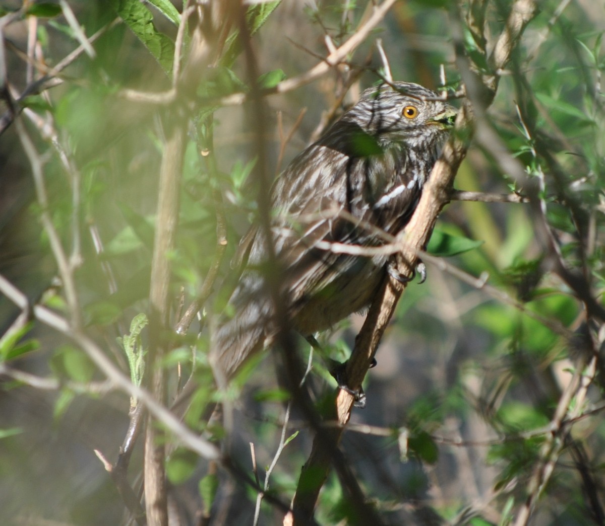 White-tipped Plantcutter - andres ebel